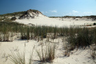 Odolné traviny na dunách